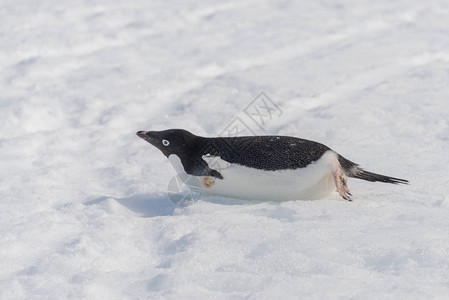 阿德利企鹅在雪地上爬行图片
