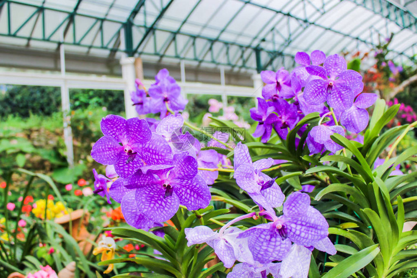 花园植物园内的紫色兰花美丽的花朵图片