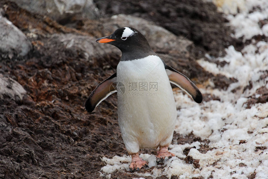 巴布亚企鹅在泥泞中行走图片