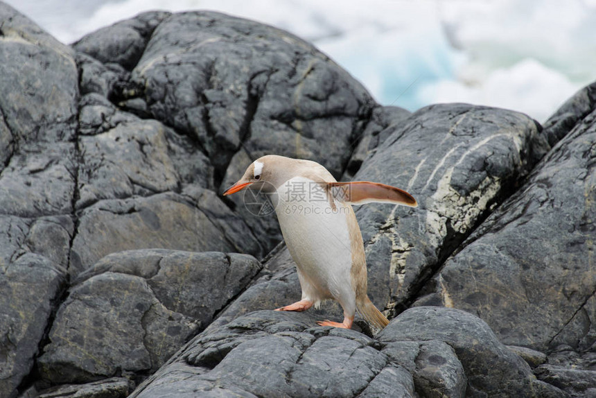 巴布亚企鹅在大自然中的白化病图片