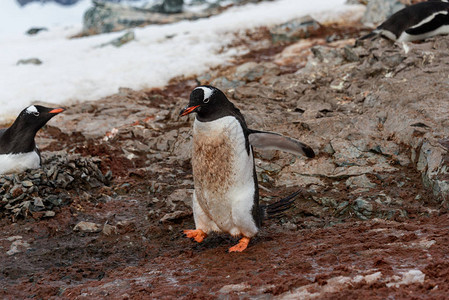 地面上的Gentoo企鹅图片