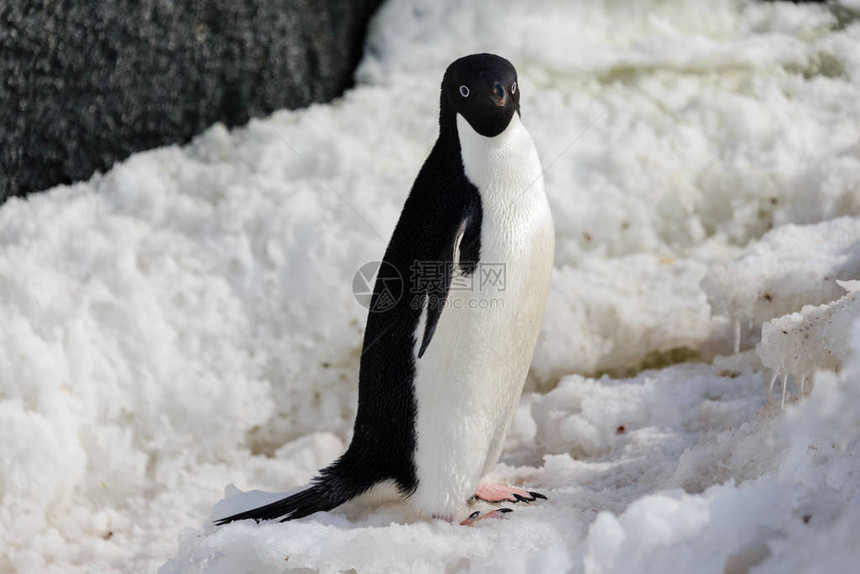 雪地上的阿德利企鹅图片