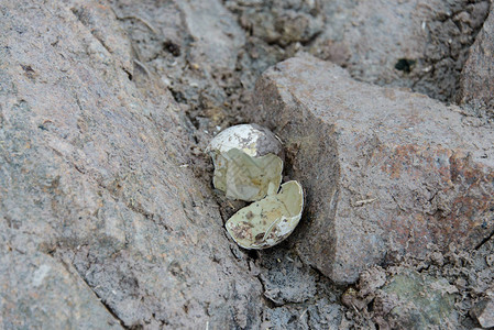 Gentoo企鹅的蛋在岩石上破碎图片