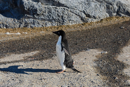 岩石上的阿德利企鹅图片