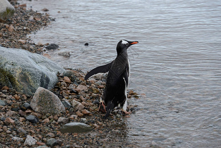 Gentoo企鹅出海图片