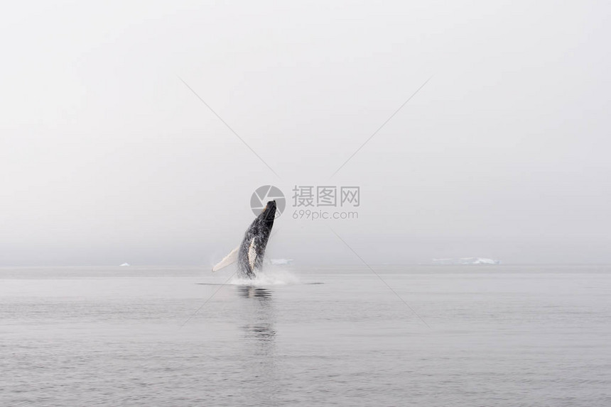 座头鲸在海洋中违反图片