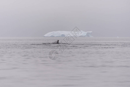 背景上有冰山的座头鲸鳍图片