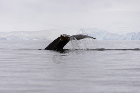 座头鲸在南极海域侥幸图片