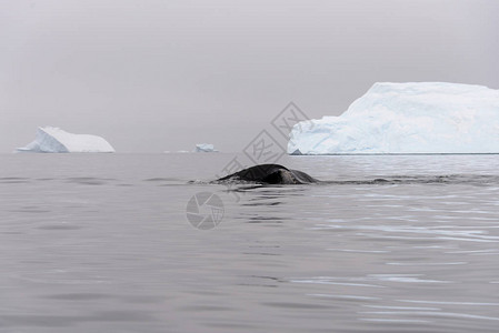 南极海中的座头鲸鳍图片