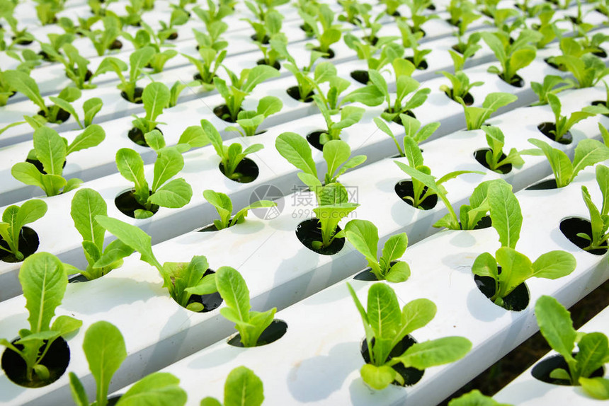 蔬菜水培系统年轻和新鲜蔬菜绿色莴苣沙拉种植花园水培农场沙拉无土壤农业温室有机图片