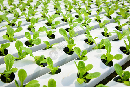 蔬菜水培系统年轻和新鲜蔬菜绿色莴苣沙拉种植花园水培农场沙拉无土壤农业温室有机背景图片