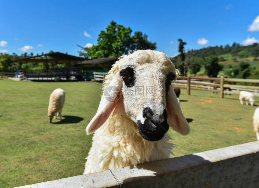 绵羊农场山美丽的乡村农场村庄绵羊在绿色的田野上放牧绵羊农场山农业在夏日明亮的日子和蓝天图片