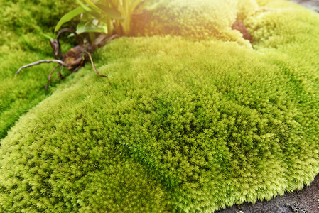岩石植物上美丽的苔藓带草的绿色苔藓特写苔藓在雨林的石岩上图片