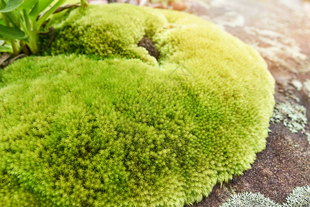 岩石植物上美丽的苔藓带草的绿色苔藓特写苔藓在雨林的石岩上图片