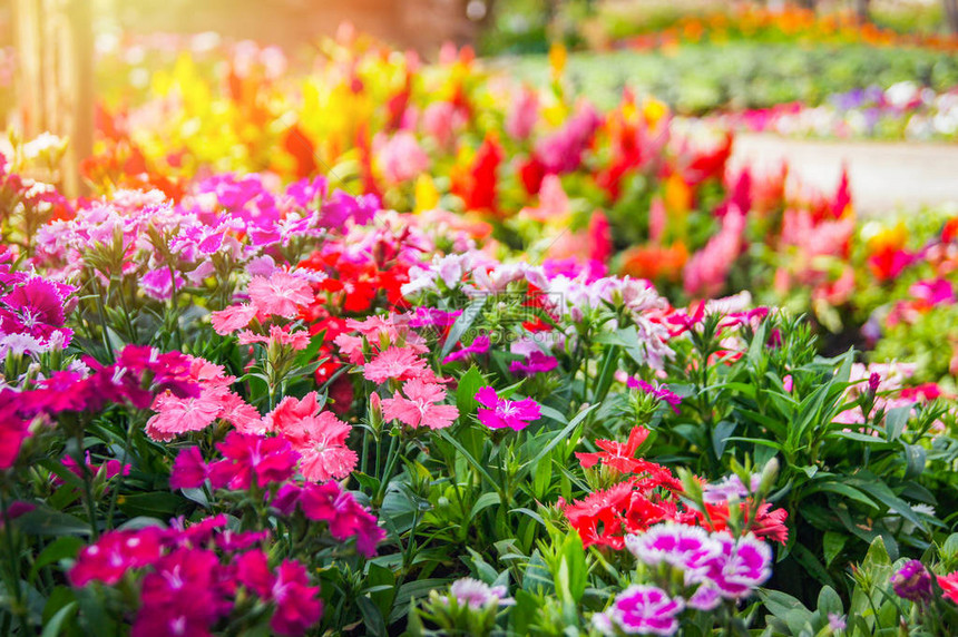 五颜六色的花园多色绿草坪在五颜六色的景观植物和花朵盛开的春天花园中图片