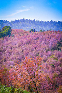 野生喜马拉雅樱桃开花粉红色的樱花树或樱花图片