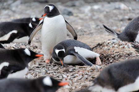 大自然中的两只巴布亚企鹅图片