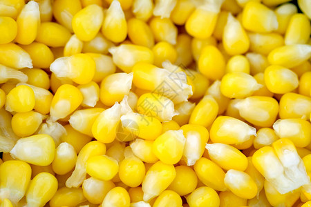 煮油玉米种子黄图片