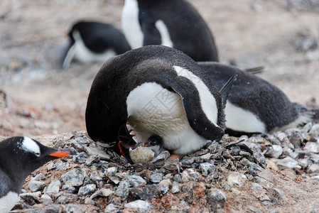 Gentoo企鹅与巢中的新生小鸡图片