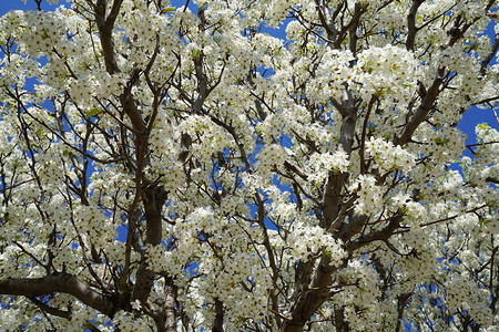 春天开花的梨树图片