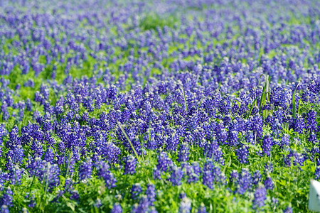 春季德州矢车菊野花的近景图片