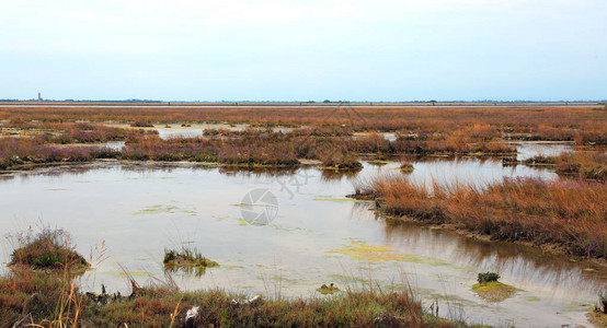 威尼斯附近的威尼斯泻湖沼泽的野生环境意大利的地方叫Mesole图片