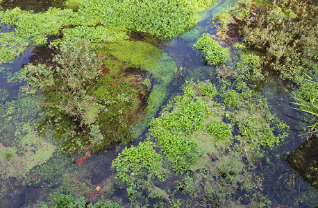 自然保护区中水生植物和藻类的图片