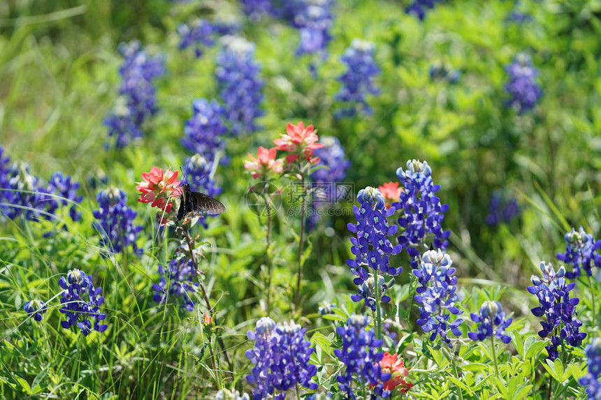 春天蓝色野花上的蝴蝶图片