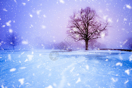 雪夜的树木冬季暴风雪时花飘落图片