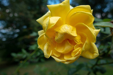 花园里的一朵黄玫瑰图片