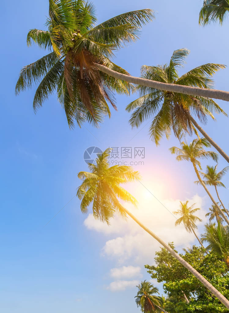 春天日落椰子热带地点与棕榈树图片