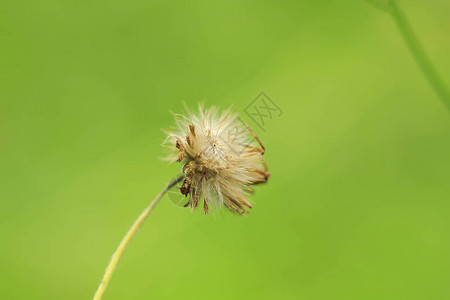 干花粉图片