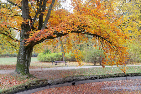 这张照片是在德国拜罗伊特市拍摄的图为秋季公园景观前景是一棵老树图片