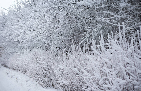 沿路公园的白雪覆盖的树木图片