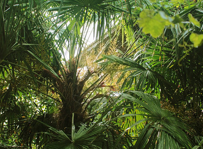在阳光下雨中的绿色棕榈树图片