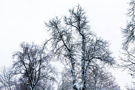 冬季圣诞节和新年冷冻和雪树图片