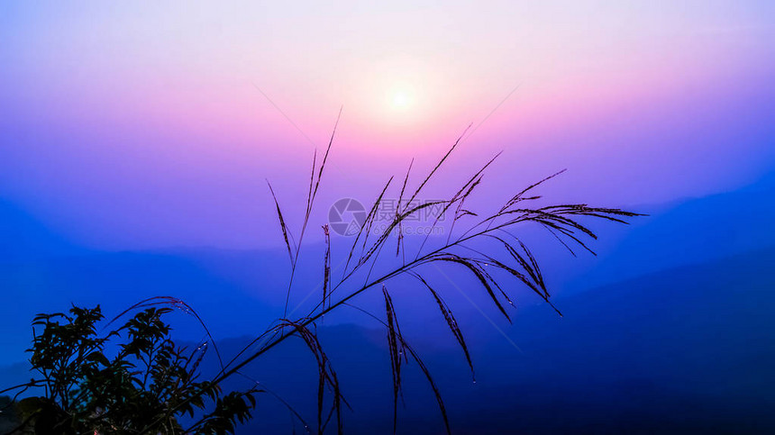 月亮升起紫色和蓝色野草自然日出清晨图片