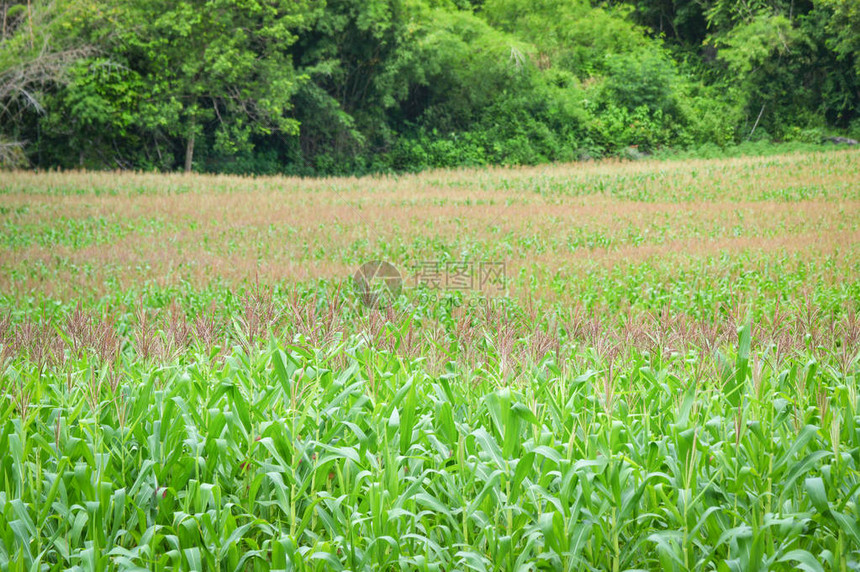 玉米原野背景绿玉米田图片