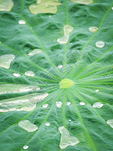 荷叶与水滴在自然异国情调中绿叶滴图片
