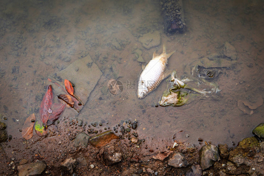 死鱼漂浮在河水的深水中图片