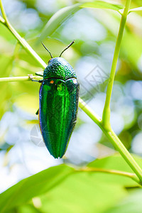 自然叶树上的宝石甲虫宝石甲虫的绿虫等名称金属木钻甲虫图片