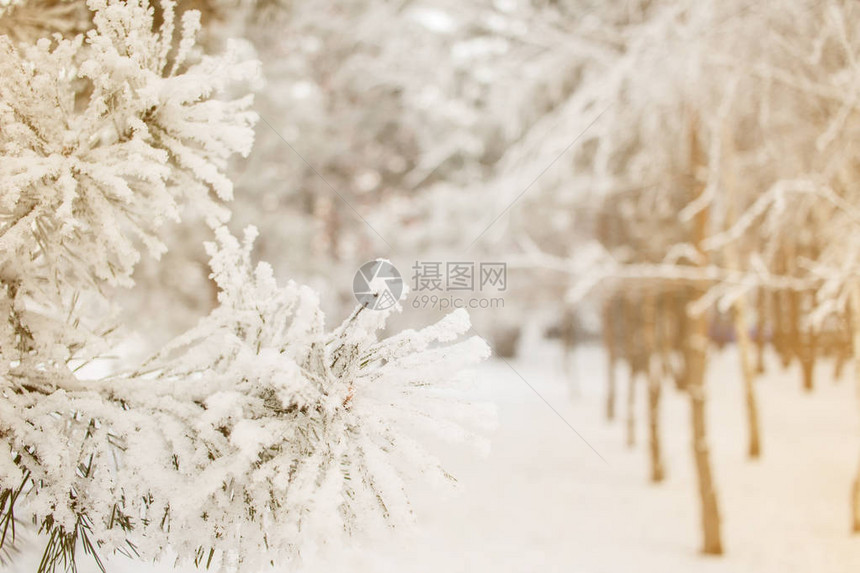 冬松树阳光明媚的背景近照枝条覆盖雪季节圣诞节和新图片