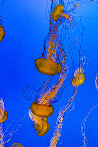 深蓝色大海中的水母图片