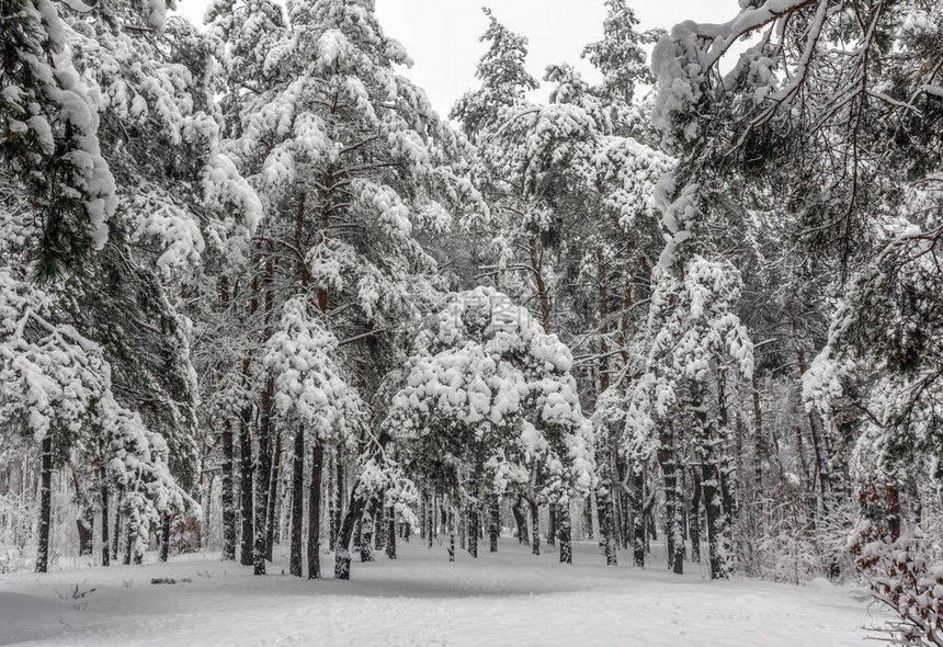 在冬天散步雪林雪覆盖树木图片