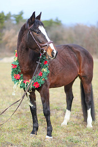 一匹马穿着美丽的圣诞节花圈于周末到来图片