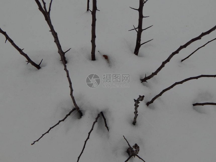 冬天的森林雪中的树木和植物图片