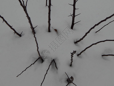 冬天的森林雪中的树木和植物图片