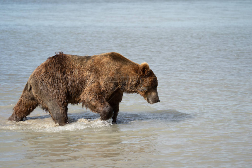 阿拉斯加沿海灰熊在河上游荡图片