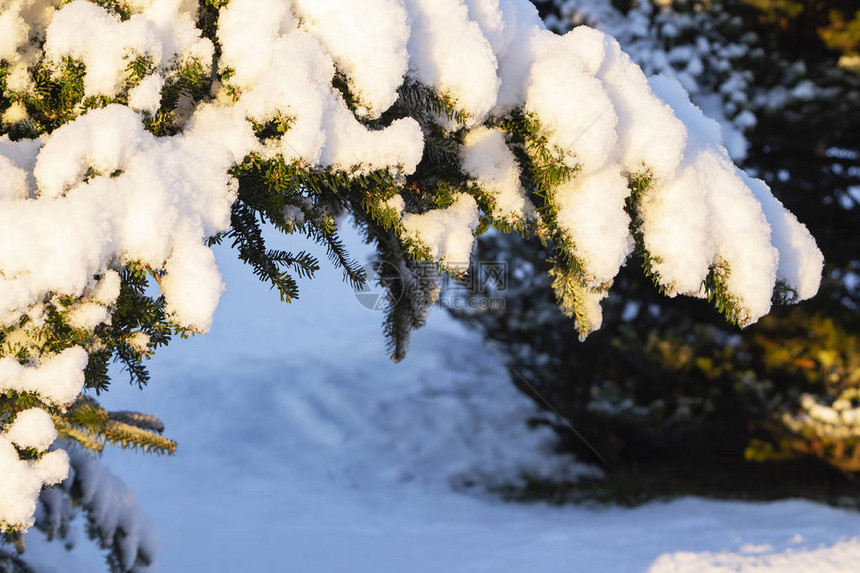 圣诞常青云杉树与新鲜的雪在白色图片