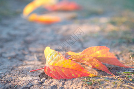 登山路上的橙色树叶地面图片